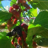 บรรยากาศ ไร่มัลเบอรี่เขาใหญ่