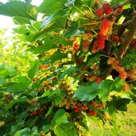 บรรยากาศ ไร่มัลเบอรี่เขาใหญ่