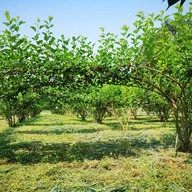 บรรยากาศ ไร่มัลเบอรี่เขาใหญ่