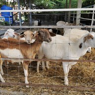 บรรยากาศ Sheep Vil's