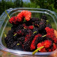 บรรยากาศ ไร่มัลเบอรี่เขาใหญ่