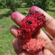 บรรยากาศ ไร่มัลเบอรี่เขาใหญ่