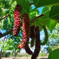 ไร่มัลเบอรี่เขาใหญ่