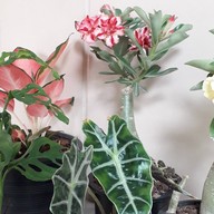 พี่นุชไม้ดอก,ไม้ประดับ,ต้นไม้ (ตลาดท่าอิฐ)