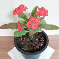 พี่นุชไม้ดอก,ไม้ประดับ,ต้นไม้ (ตลาดท่าอิฐ)