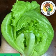 ฮักออร์แกนิคสลัด หมื่นไวย