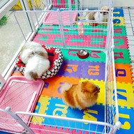 รับฝากเลี้ยงสุนัข Happy the doggy