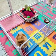 รับฝากเลี้ยงสุนัข happy the doggy