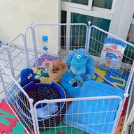 รับฝากเลี้ยงสุนัข happy the doggy