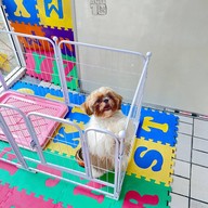 รับฝากเลี้ยงสุนัข happy the doggy