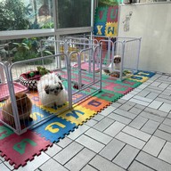 รับฝากเลี้ยงสุนัข happy the doggy