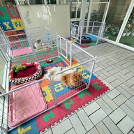 รับฝากเลี้ยงสุนัข happy the doggy