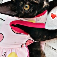 ส้มตำสามมะ (Delivery)