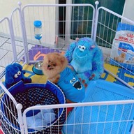 รับฝากเลี้ยงสุนัข Happy the doggy