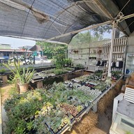 Northern Plants Farm | Cactus Cafe ไชยปราการ