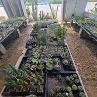 Northern Plants Farm | Cactus Cafe ไชยปราการ