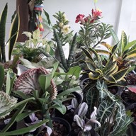 พี่นุชไม้ดอก,ไม้ประดับ,ต้นไม้ (ตลาดท่าอิฐ)