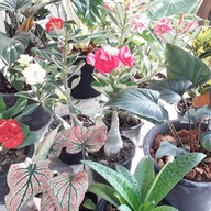 พี่นุชไม้ดอก,ไม้ประดับ,ต้นไม้ (ตลาดท่าอิฐ)