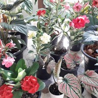 พี่นุชไม้ดอก,ไม้ประดับ,ต้นไม้ (ตลาดท่าอิฐ)