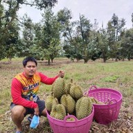 ทุเรียนหมอนทองจันทบุรี By.KJ คุ้มเกล้า ลาดกระบัง