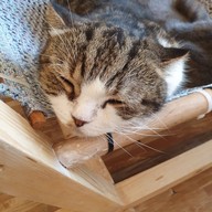 Cat Cafe Healthy Juice ม.รังสิต