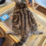 Cat Cafe Healthy Juice ม.รังสิต