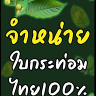 ใบกระท่อมสด สวนน้ออั่งปา