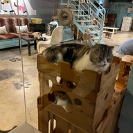 B Cat Cafe