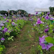 บรรยากาศ PAUSE Cafe & Homestay Lopburi Lopburi