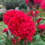 Malangpor Hall and Garden