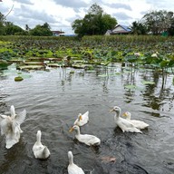 เวนิชkitchen