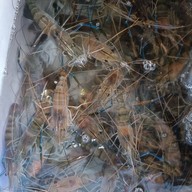 กุ้งเผาByปันปันฟู๊ด บึง