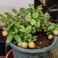 บ้านไม้กาแฟ เอกชัยซอย3