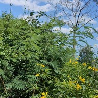 บรรยากาศ วัดเขาน้อย ร่อนพิบูลย์