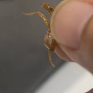 ไอติม หน้ามอ( ไอติมทอด ปังปิ้ง ปังเย็น เครื่องดื่ม)