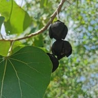 สะพานไม้อ่าวเตล็ด