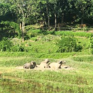 Ahsa Farmstay
