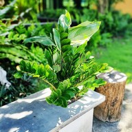 โรงแรม กรีนเฮาส์ นีโอ-รีโซเทล นครศรีธรรมราช (green House Neo-resotel, Nakhon Si Thammarat)