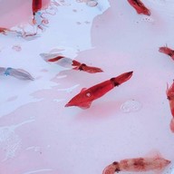 หมึกช๊อต หมึกซาชิมิ@ชะอำ