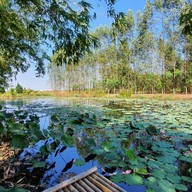 บ้านสวนไผ่คาเฟ่ บริษัท บ้านสวนไผ่ คาเฟ่ จำกัด