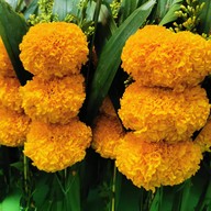 น้ำผึ้ง ร้านดอกไม้ ( วงเวียน ) สาขา 3