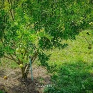 แล้วแต่ปุ๊ The orange Cafe