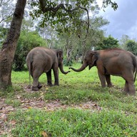 Four Seasons Tented Camp Golden Triangle