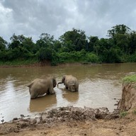 Four Seasons Tented Camp Golden Triangle
