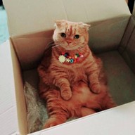 Misshappy Petshop ตลาดมีนบุรี