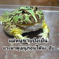 มาม่าเกาหลี ข้าวไข่ข้น หมู่บ้านสรานนท์