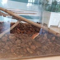 Snake Café