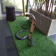 Snake Café