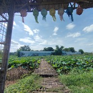 บรรยากาศ สะพานไม้ทุ่งรังสิต