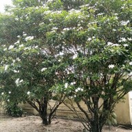 บรรยากาศ วัดพรหมโลก